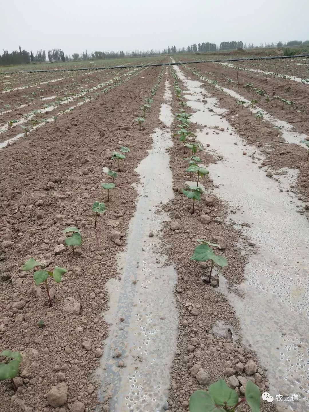 棉花管理苗期棉苗生根规律及中耕在棉花苗期促根防病的作用