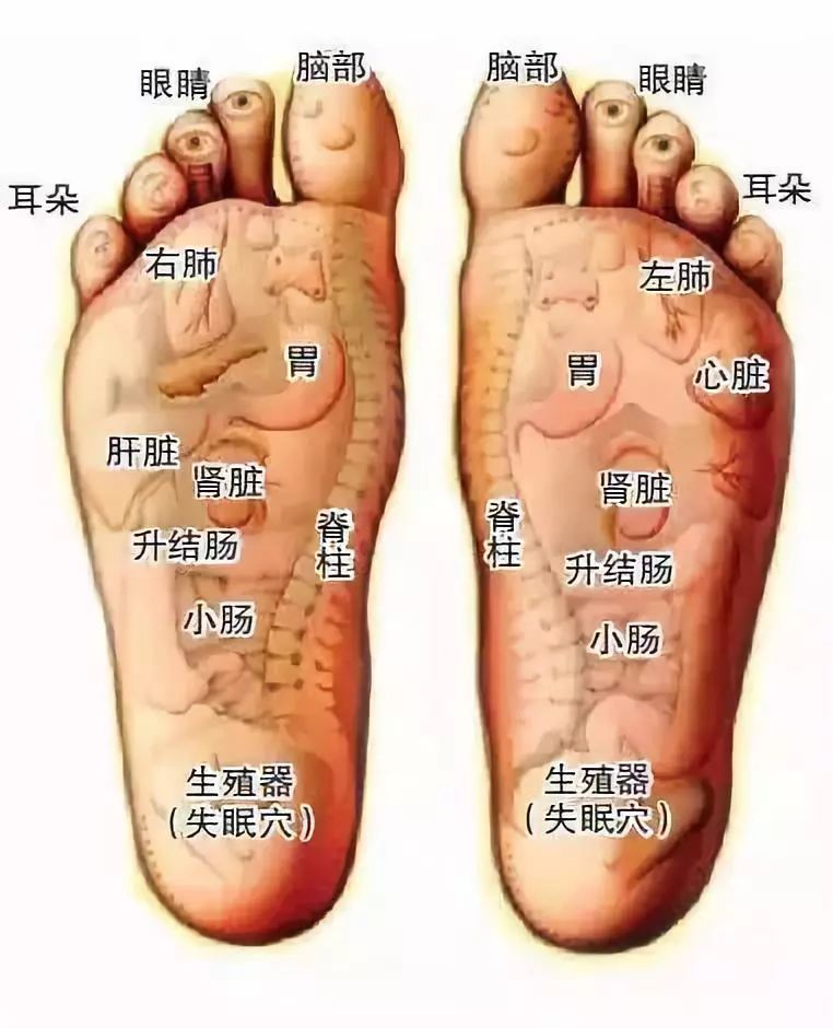 都有相应反射区是6条主要经络的起点和终点脚底有60余个穴位中医认为