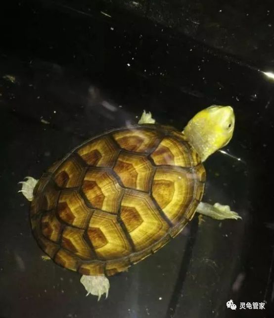 纯水栖的龟通常为肉食性的,偶尔吃蔬.