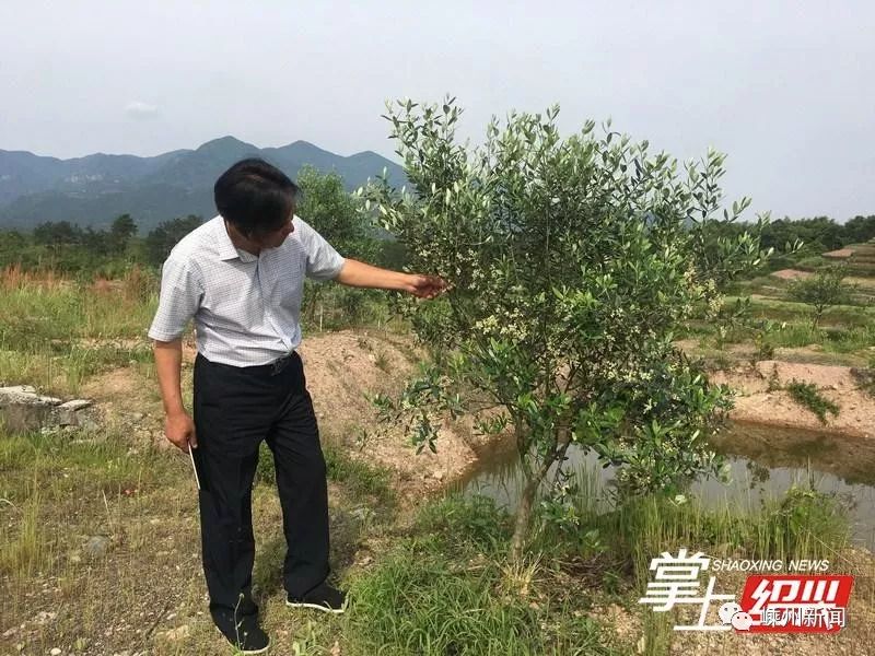 可以吃的液体黄金…_胡红旗