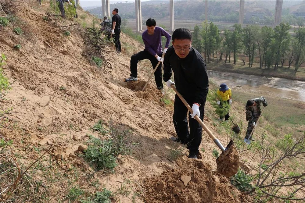 青云镇组织开展义务植树活动_榆阳区