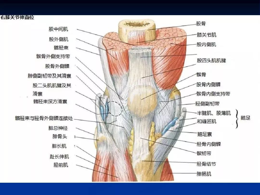 膝關節解剖基礎