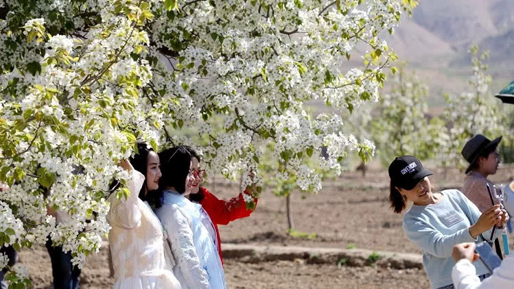 图片为实景拍摄海原县关桥乡种植香水梨的历史已二百