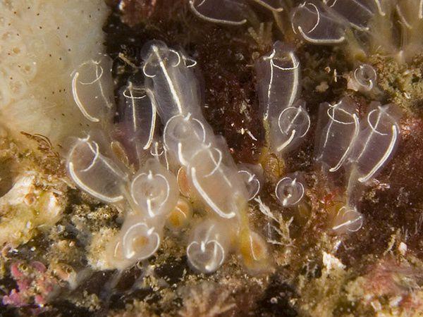 海鞘幼体图片