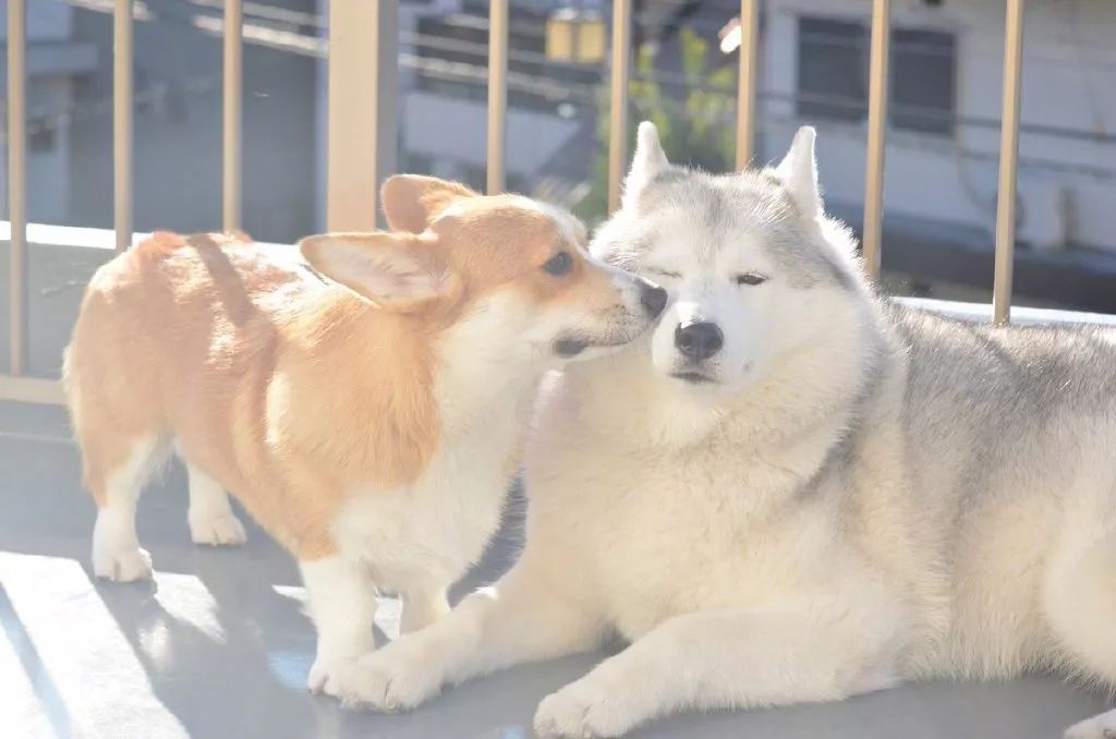 可爱又治愈的两只狗狗这对cp有点萌