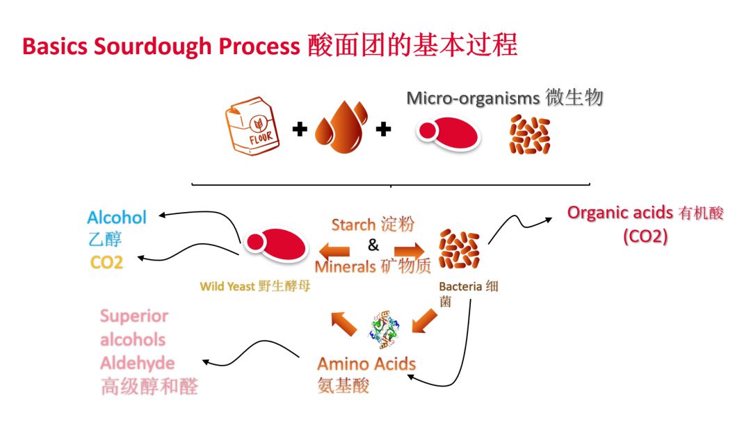 面粉发酵方法与步骤图片