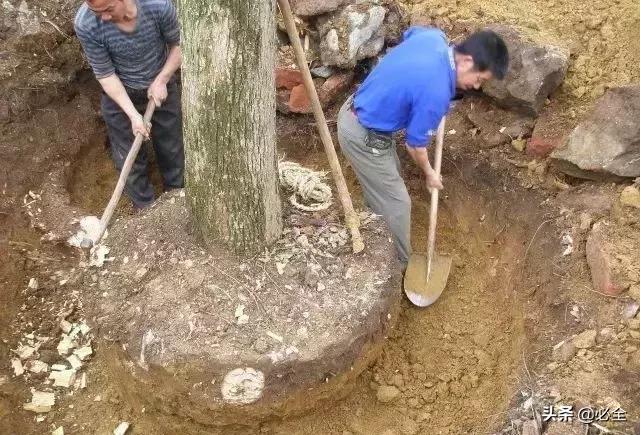 大树移植过程图文全解
