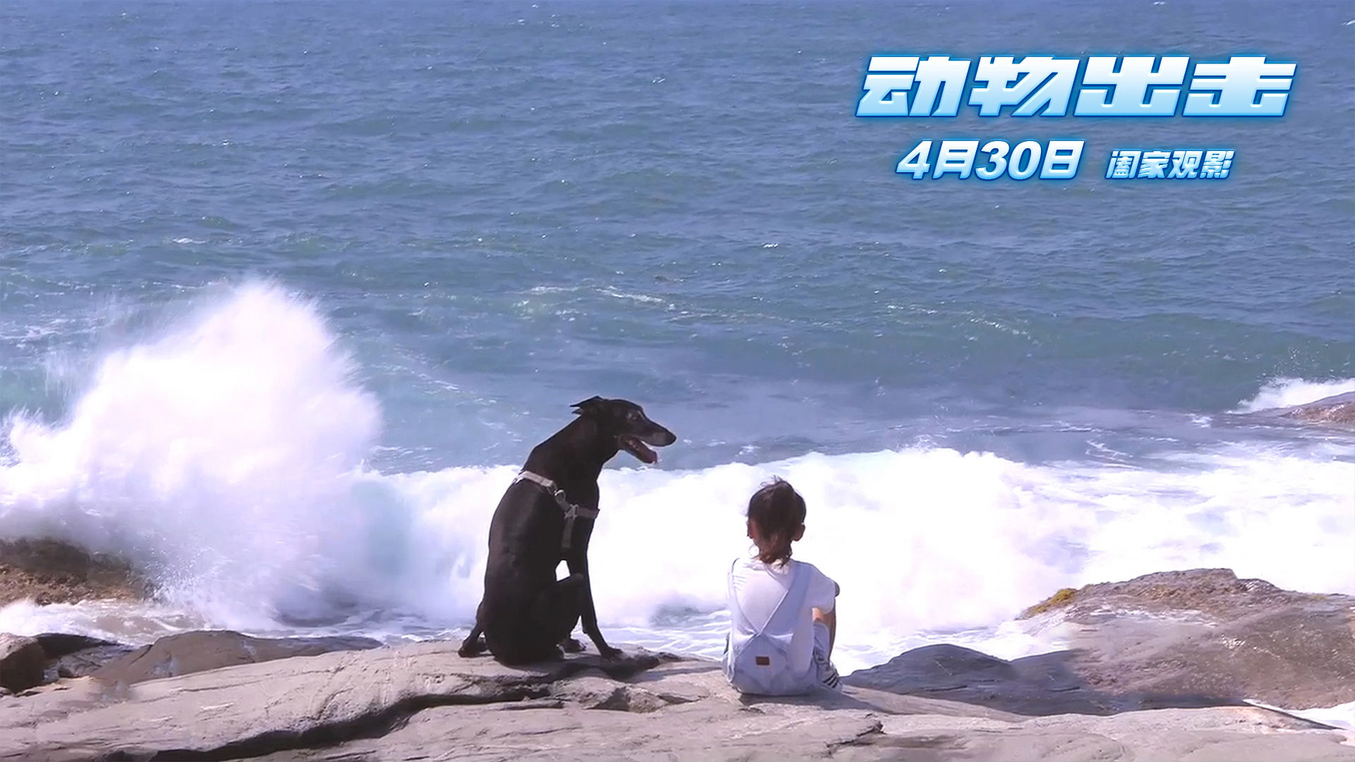 动物出击的独特在于演员不用限薪也不需要房车汪海林对话冯小宁