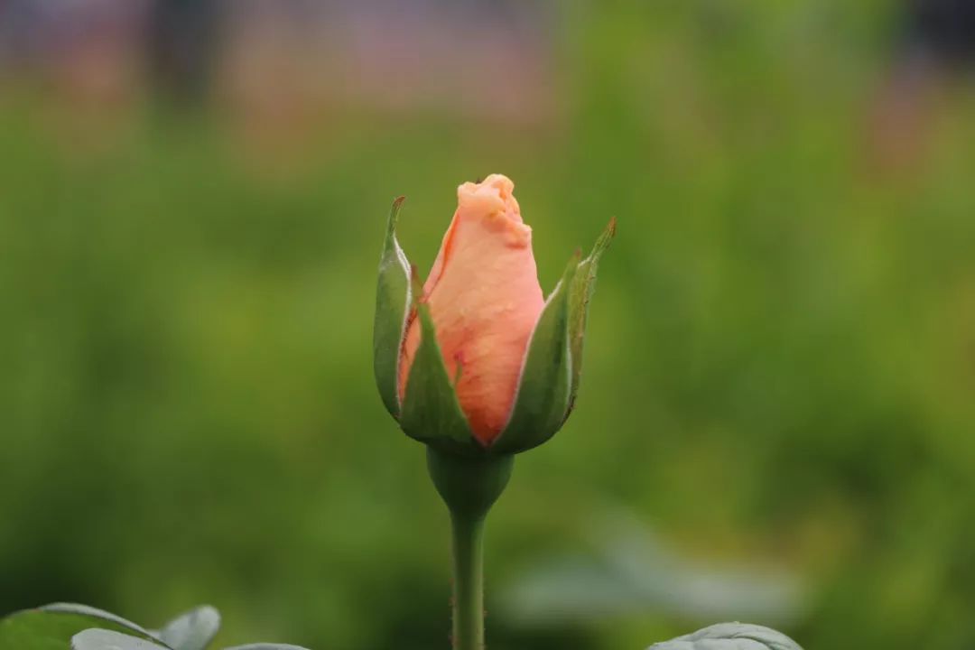 它們有的花蕾滿枝, 有的含苞初綻, 有的昂首怒放.