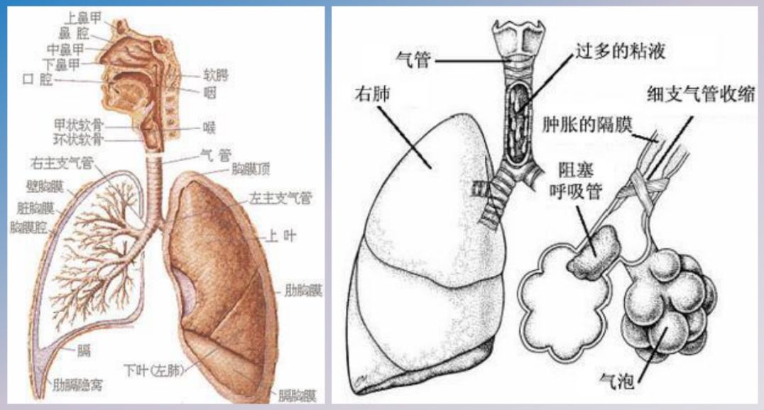细支气管解剖图片