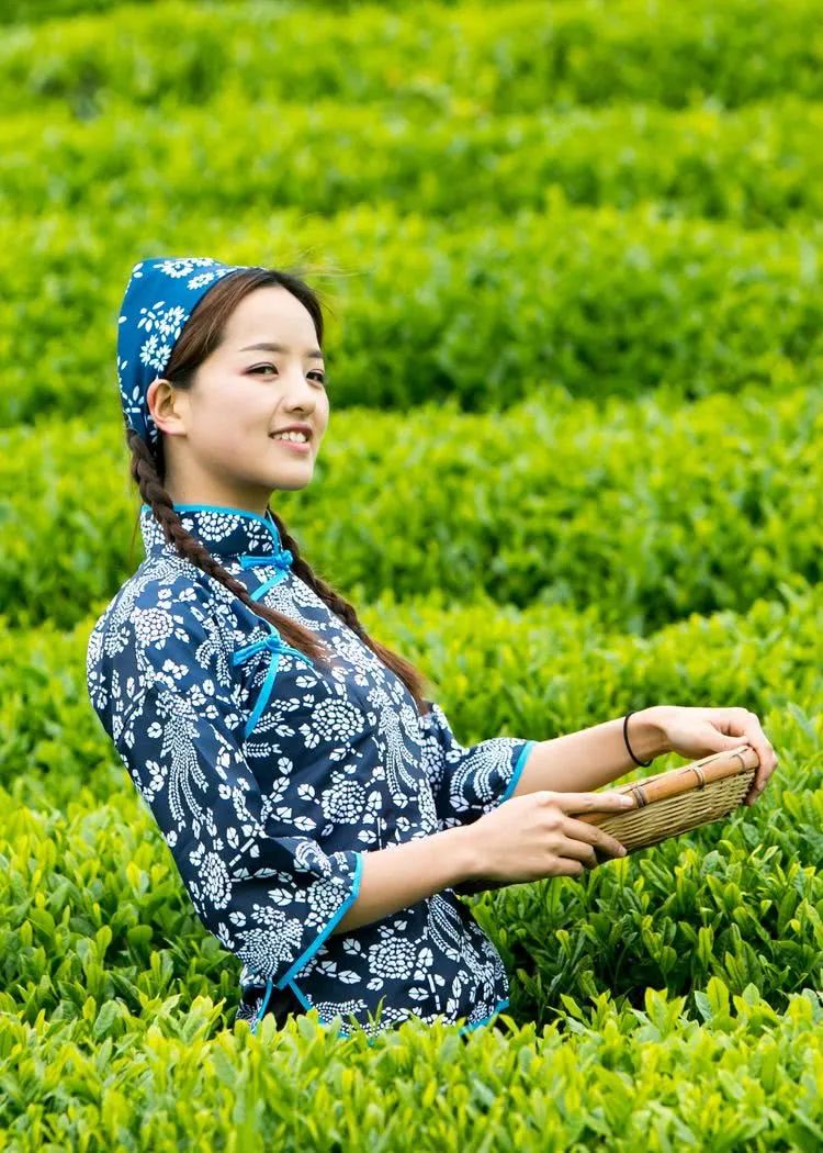 又到春茶时美丽的采茶姑娘成了最美的风景线