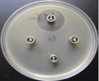 牛津杯法筛选渔用药物图6 利用试管法检测抗生素对致病菌的最小抑菌