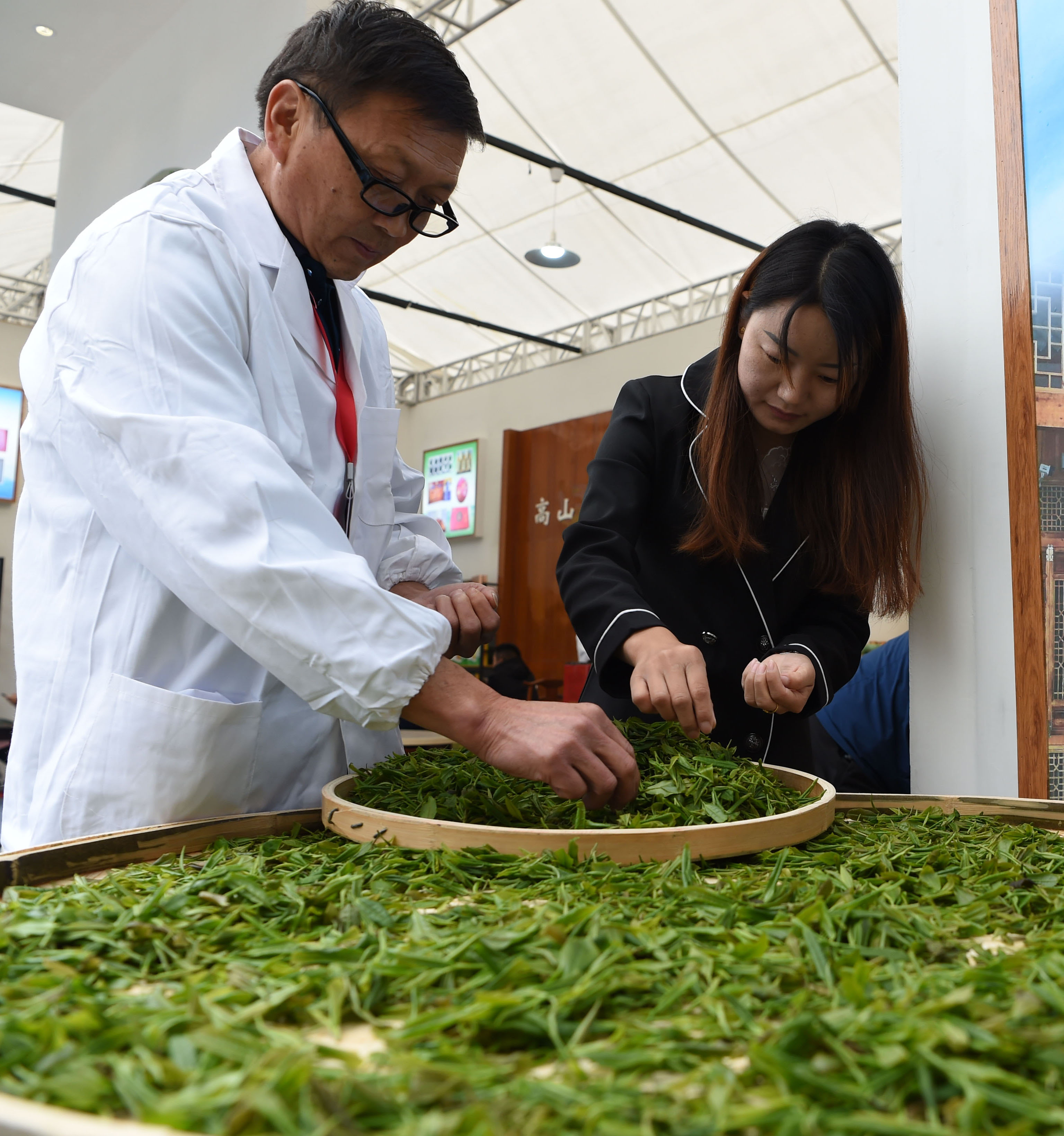 来自陇南市康县的炒茶师傅(左)在炒茶前挑选茶叶