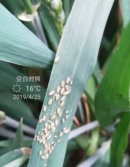 龙灯福朗虫螨都好用打药更轻松