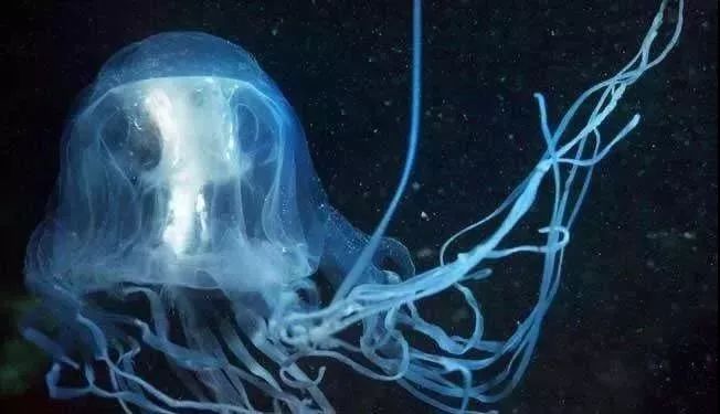 海洋科普(726)| 找到"解药"!被最毒水母蜇伤有救了