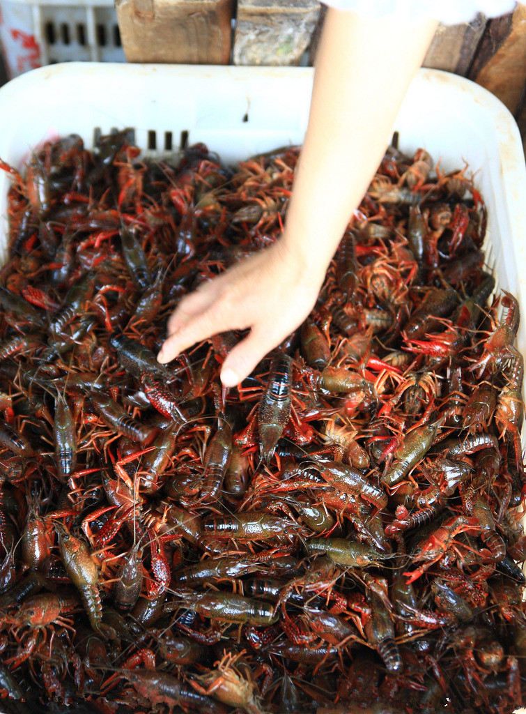 农丰虾王小龙虾养殖是个技术活,说难也不难!