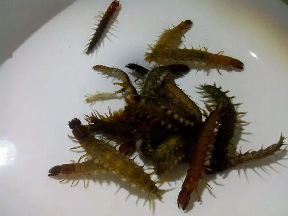 用"水蜈蚣"钓溪鱼,别看都是小鱼,味道却是淡水鱼中最佳的
