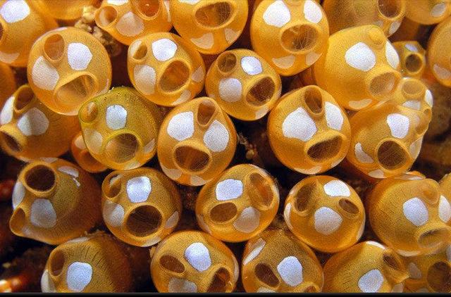 海鞘宝宝人家除了会卖萌人家还有更漂亮的地方那不准笑人家