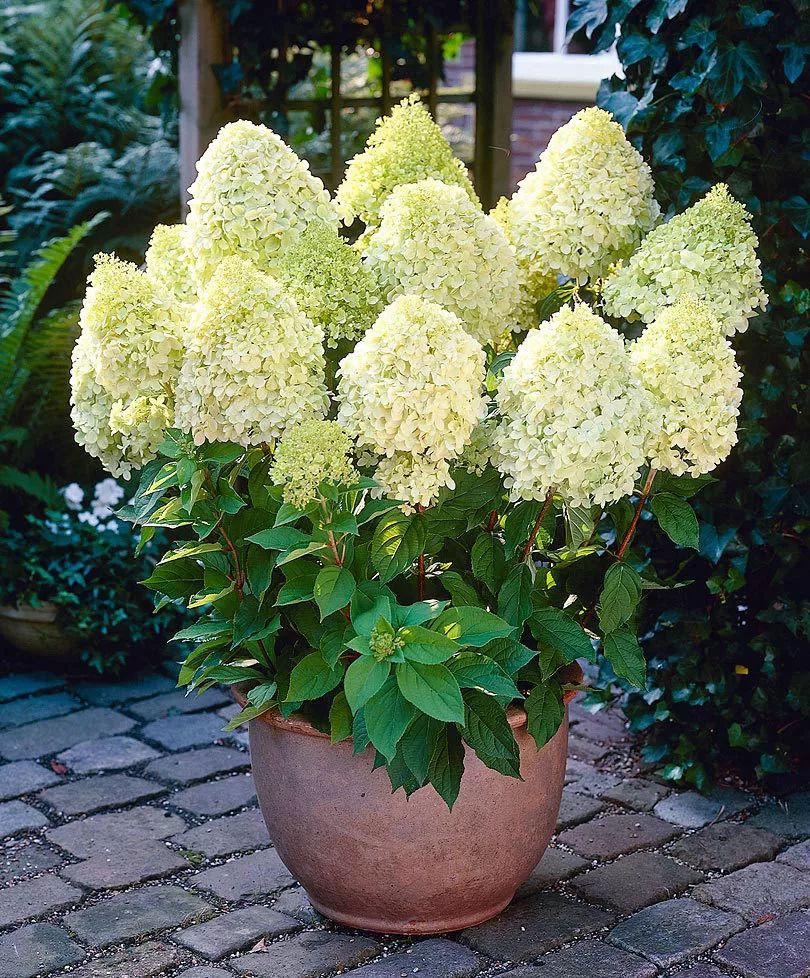 在花盆里种的花品种(花盆里适合种什么种子)