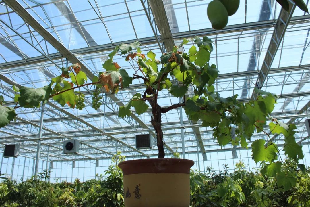 做个城市小农夫打造家庭果园观赏食用两不误