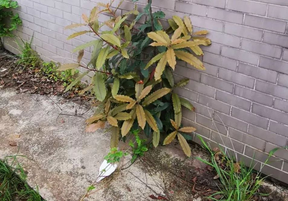 是我国南方常见的木本花卉种类分布在学校食堂附近南天竹金边黄杨,又