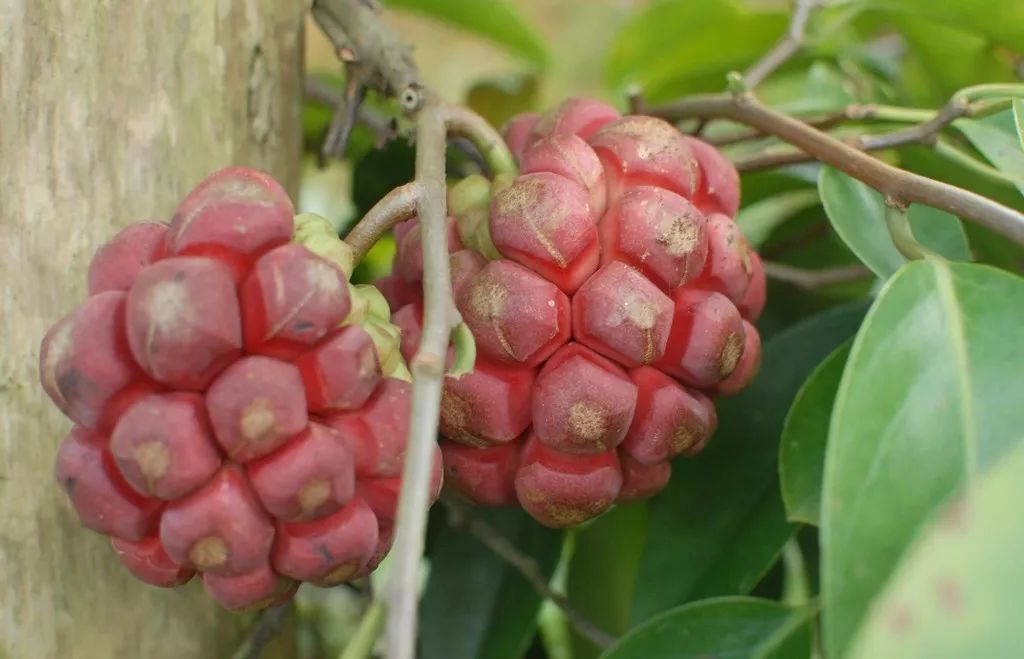 新型水果黑老虎種植是騙局嗎?