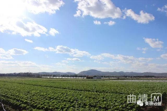 沾益盤江鎮大力實施鄉村振興戰略,加快現代設施農業建設步伐,讓農業