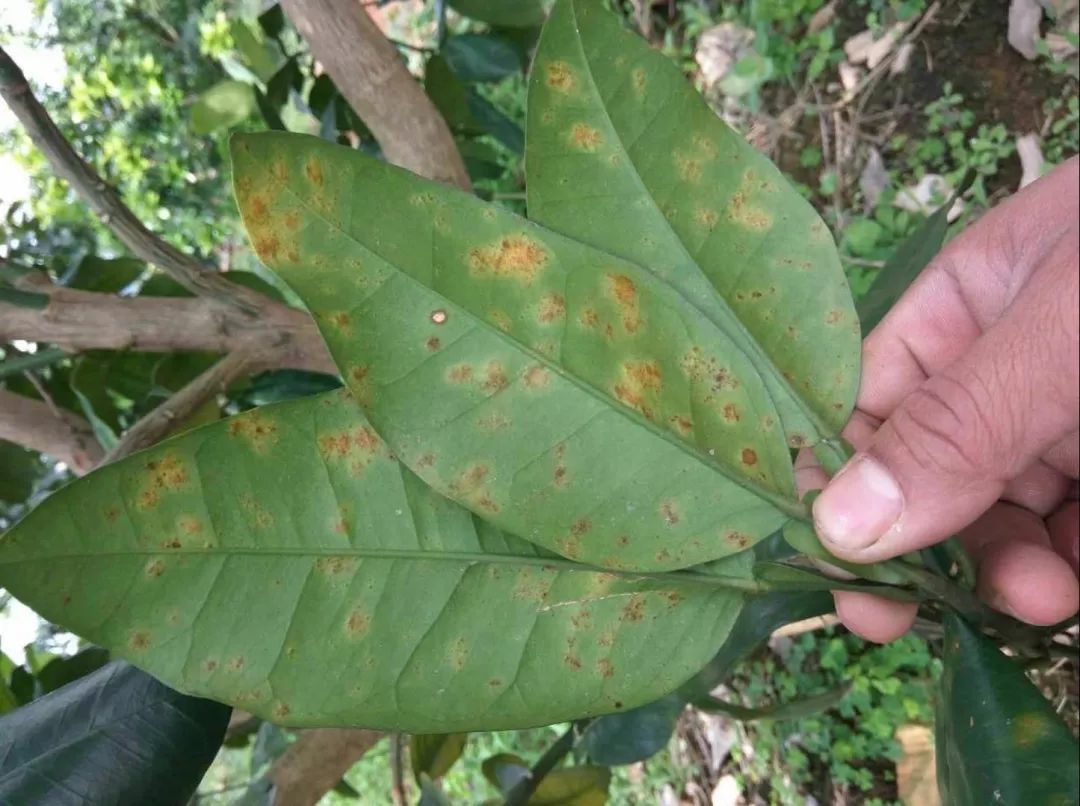 高温多雨柑橘脂点黄斑病又又又来了
