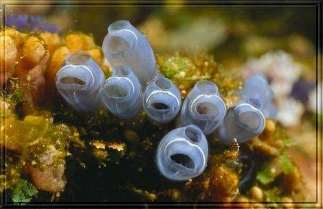 海鞘宝宝人家除了会卖萌人家还有更漂亮的地方那不准笑人家