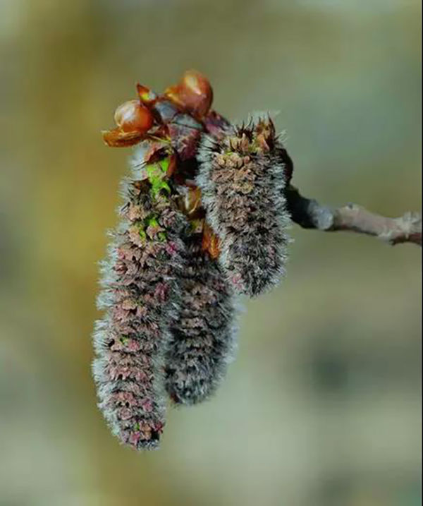 杨树雄花花序,树花,雌花和雄花_大山谷图库