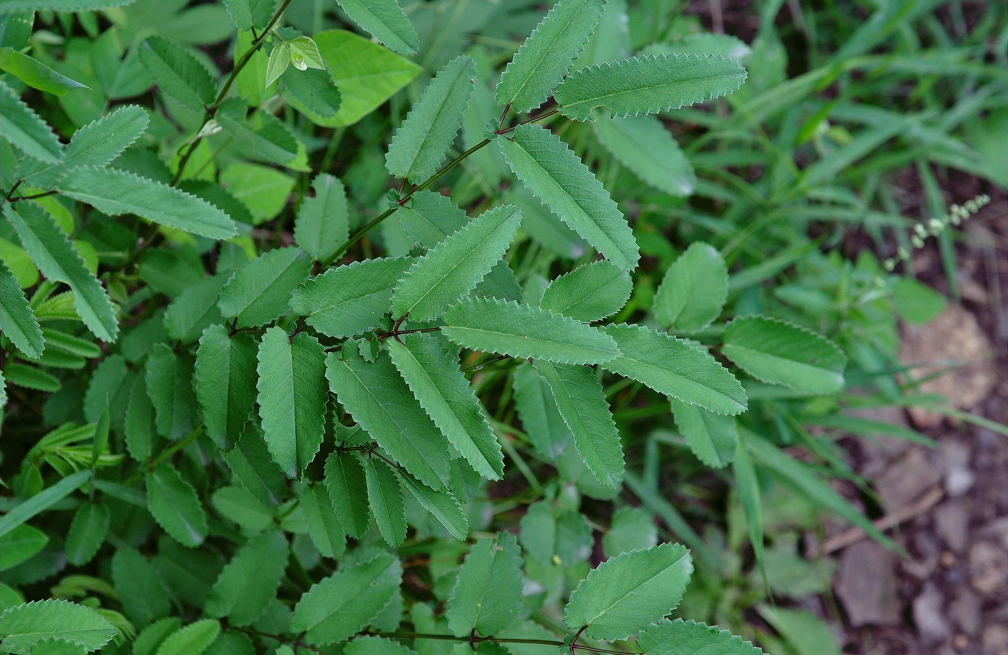 人稱黃瓜香果實似香腸含維c比菠菜高見到記得摘點