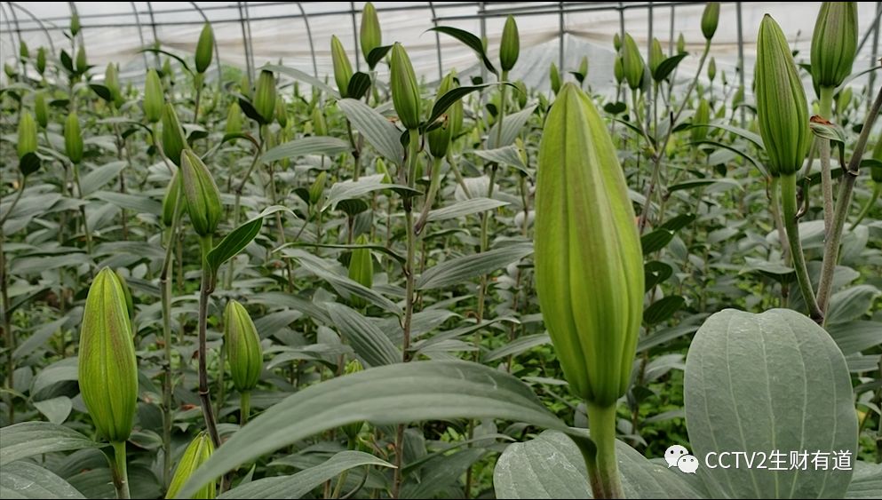 乡村振兴丨咱们家乡春天美百合花开富足延平