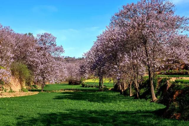不是花却开遍了山野,洛阳这里万紫千红,美如画_小浪底镇