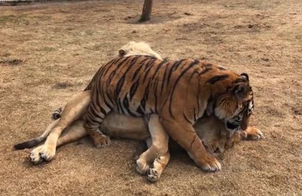 公老虎实在是太欺负狮子了,趴在身上不说,还直接霸占所有!