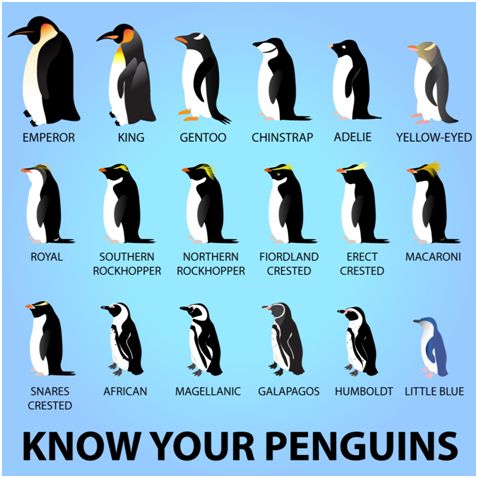 企鹅的分类及图片大全图片