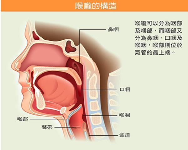 咽喉癌结构图图片
