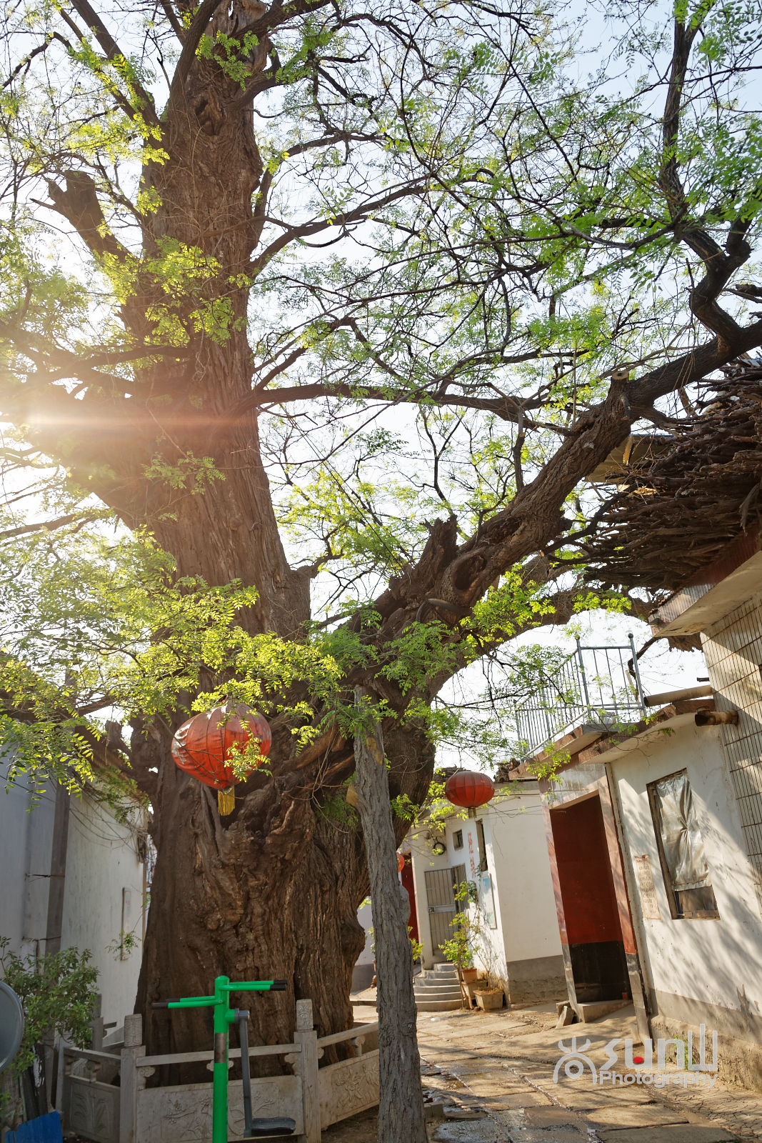 山东淄博最古老的一株国槐已1700多岁,被称为"神母槐"!