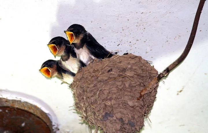 嗷嗷待哺的燕宝宝们(摘自网络)"雨燕双飞,紫气东来"老人常说,燕子是