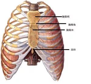 颈椎与胸椎连接处图片图片