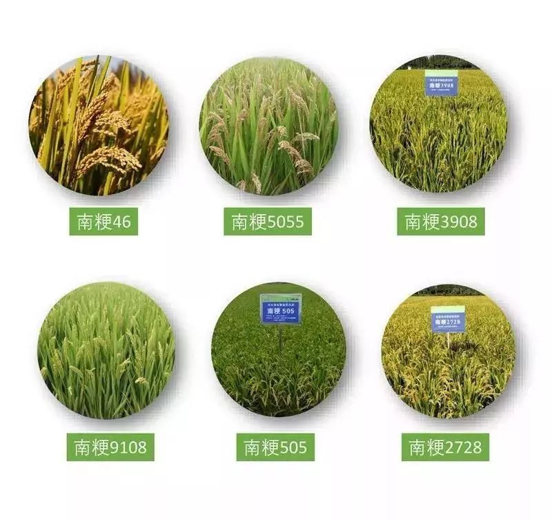"南粳46"和"南粳9108"又双叒斩获全国金奖!_品种