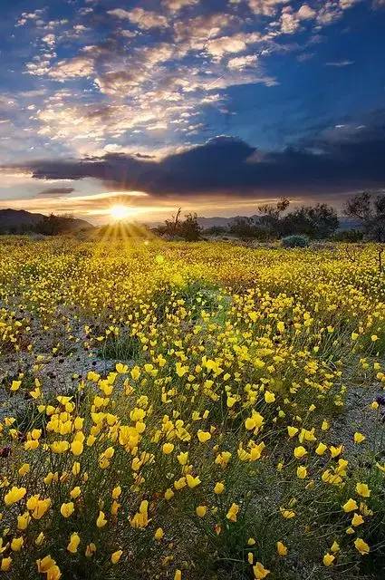 初夏愿您:百事顺心,千事吉祥,万事如意!