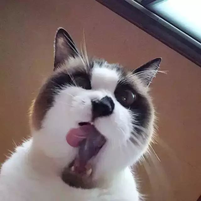 这只自带惊讶表情包的喵星人,是来演喜剧的嘛?_养猫