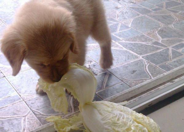 原創
            辟謠，狗狗酷愛啃大白菜，主因並非異食癖，而是嗅覺上判斷出錯 寵物 第5張