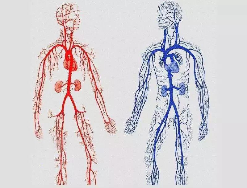 山东省中医院 | 什么是周围血管?