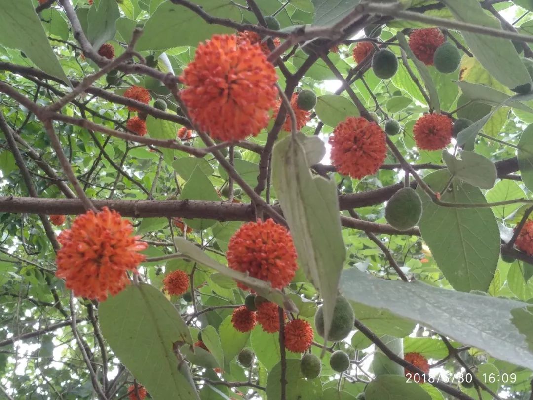 王小荣倾听讲述野趣