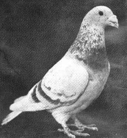 鸽经20年西翁系育种经验大公开