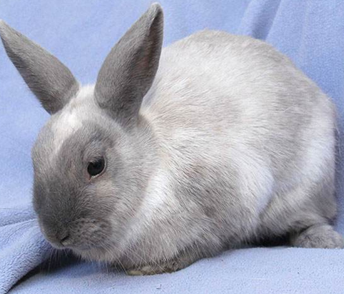 波兰兔的耳朵有脏东西怎么清洁波兰兔的耳朵