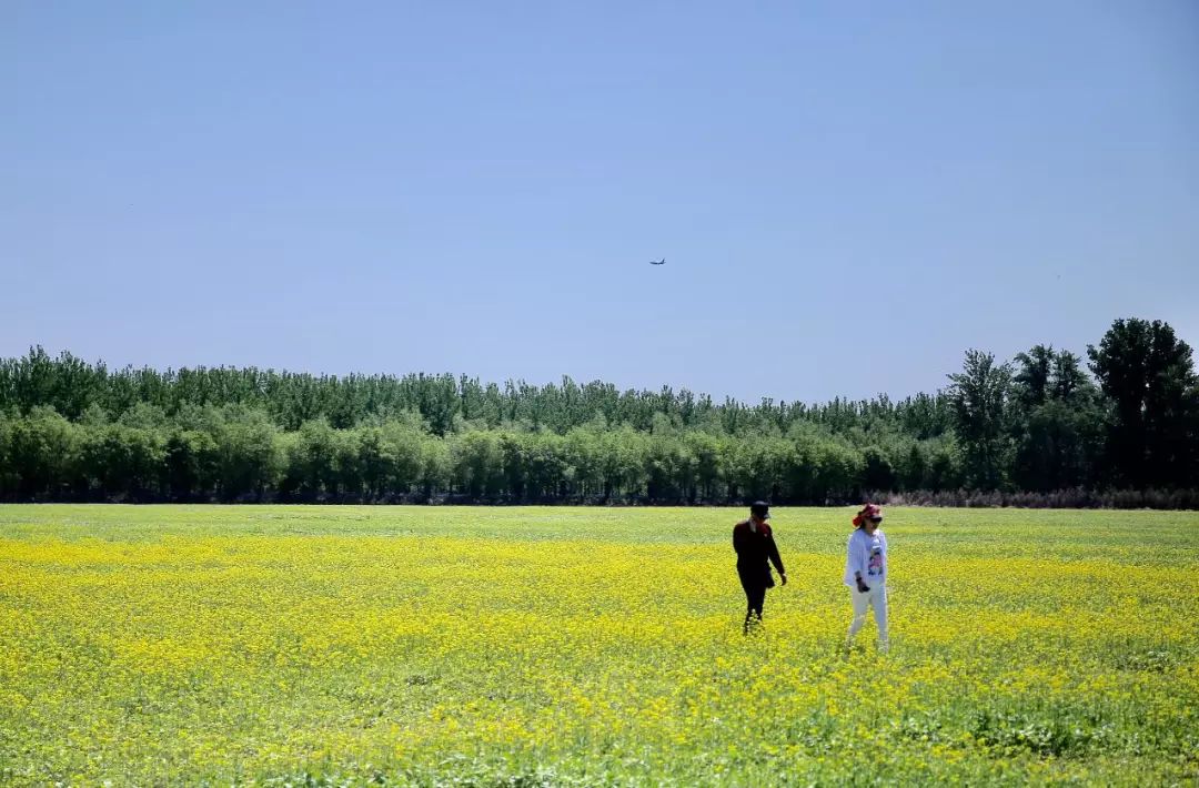 顺义楼台村千亩花海图片