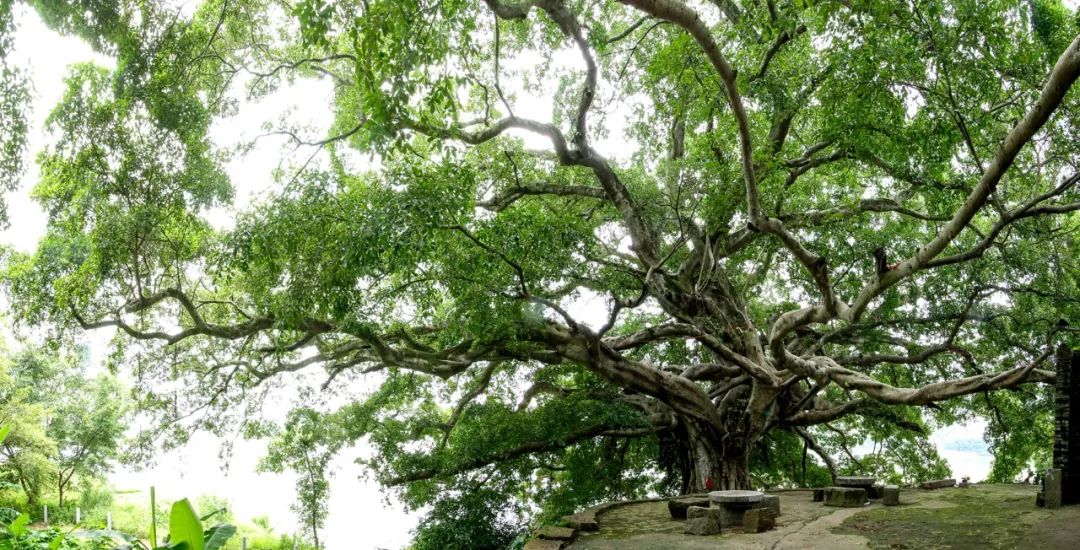梧州"最美古树"共14棵,分布在长洲,龙圩,藤县,岑溪,蒙山._广西