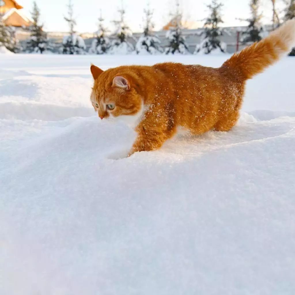 奔跑中的大橘,一道橘光在雪中划过～